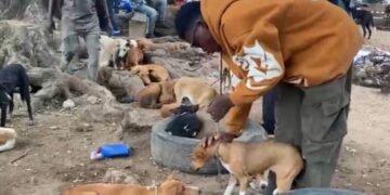 A Growing Tension: Dog and Cat Meat Lovers Threaten Legal Action Amidst Proposed Ban