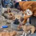 A Growing Tension: Dog and Cat Meat Lovers Threaten Legal Action Amidst Proposed Ban