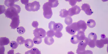 A Mutation Is Making It Easier for Drug-Resistant Malaria to Spread