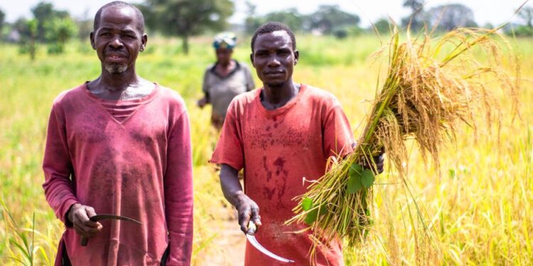 Amadukrom Farmer Found Dead After Failing to Return from Farm – A Shocking Incident in Dormaa West District