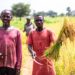 Amadukrom Farmer Found Dead After Failing to Return from Farm – A Shocking Incident in Dormaa West District