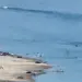 Apparent Human Remains Found in Lake Mead as Water Levels Reach Record Low
