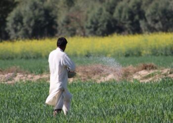 Asutifi North Assembly Distributes Fertilizer to Farmers, Boosting Agricultural Output