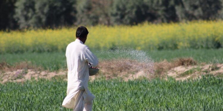 Asutifi North Assembly Distributes Fertilizer to Farmers, Boosting Agricultural Output
