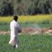 Asutifi North Assembly Distributes Fertilizer to Farmers, Boosting Agricultural Output