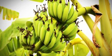 Authorities Urge FDA to Intensify Efforts Against Fruit Ripening with Unapproved Chemicals