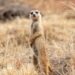 Brother of Wildlife Guard Breaks Silence on Fatal Shooting at Kakum National Park – Adomonline.com