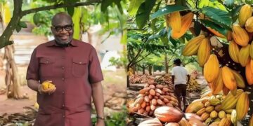 COCOBOD Bans LBCs from Buying Cocoa on Credit, Warns of Licence Revocation