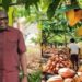 COCOBOD Bans LBCs from Buying Cocoa on Credit, Warns of Licence Revocation