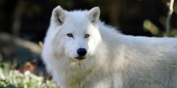 Chang An-lo: The ‘White Wolf’ and the Shadow of Reunification