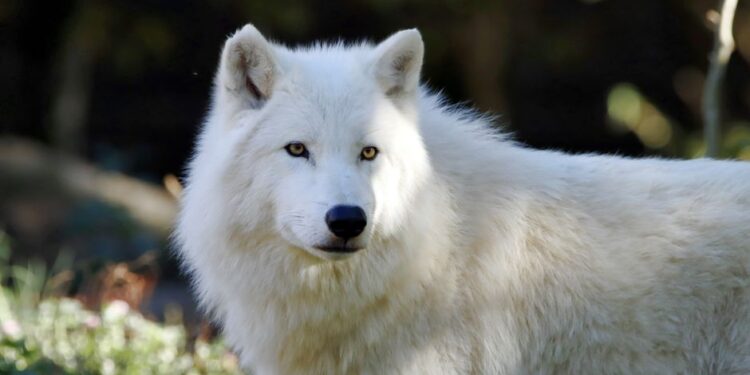 Chang An-lo: The ‘White Wolf’ and the Shadow of Reunification