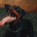 Chris Brown Faces Mounting Legal Challenge Over Dog Bite Settlement