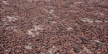 Cocoa Bill Remains Unchallenged: COCOBOD Dismisses Criticisms