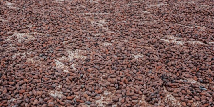 Cocoa Bill Remains Unchallenged: COCOBOD Dismisses Criticisms