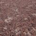 Cocoa Bill Remains Unchallenged: COCOBOD Dismisses Criticisms