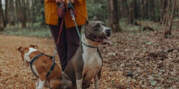 Drake’s Viral Barking Sparks Online Frenzy: Goth Girl Leads Investigation into Leash Photos