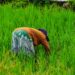 Economist Warns Macroeconomic Management Suffocating Ghanaian Rice Farmers