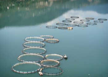 Galamsey Threatens Fish Farming in Ghana – Fisheries Commission Warns