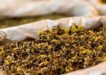 Galamsey Threatens Medicinal Plant Access – Ghana’s Traditional Medicine Practitioners Express Concern