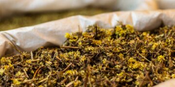 Galamsey Threatens Medicinal Plant Access – Ghana’s Traditional Medicine Practitioners Express Concern