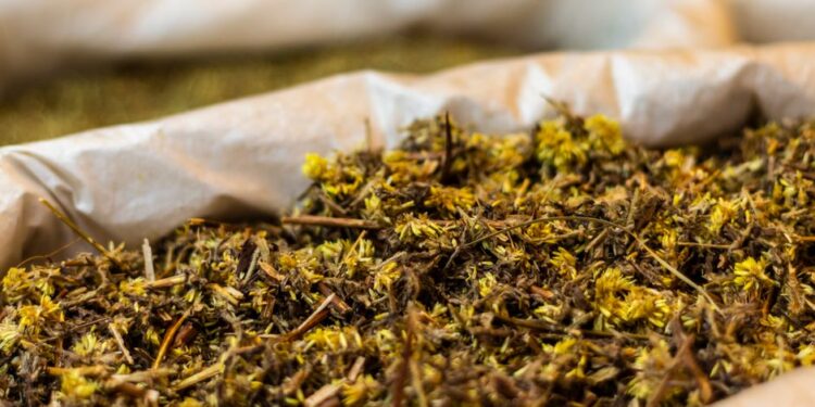 Galamsey Threatens Medicinal Plant Access – Ghana’s Traditional Medicine Practitioners Express Concern
