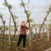 Gaza Farmer Returns to Grapevines, A Symbol of Resilience