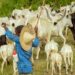 Ghana Convenes National Workshop to Strengthen Farmer-Herder Relations