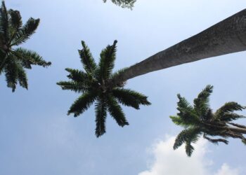 Ghana Drunkards Association Commends Mahama’s Oil Palm Initiative
