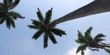 Ghana Drunkards Association Commends Mahama’s Oil Palm Initiative