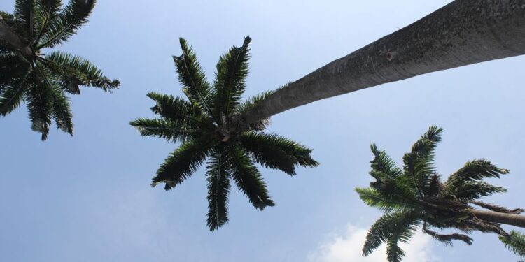 Ghana Drunkards Association Commends Mahama’s Oil Palm Initiative