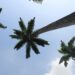 Ghana Drunkards Association Commends Mahama’s Oil Palm Initiative