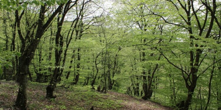 GoldBod to Reclaim 50 Hectares in Tano Numri Forest – A Commitment to Restoration