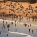 June and July Heatwave: Western Europe Records Unprecedented Maximum Temperatures