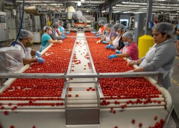 Maham’s Tomato Factory Rehabilitation: A Government Initiative