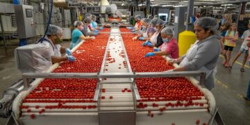 Maham’s Tomato Factory Rehabilitation: A Government Initiative