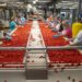 Maham’s Tomato Factory Rehabilitation: A Government Initiative