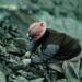 Mandatory Mineral Rights Conditions: Mining Companies Face Stricter Regulations
