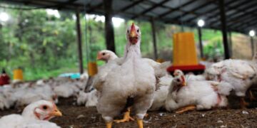 Nkoga South Poultry Beneficiaries Urged to Enhance Feeding Practices for Nkoko Nkitinkiti Initiative Sustainability