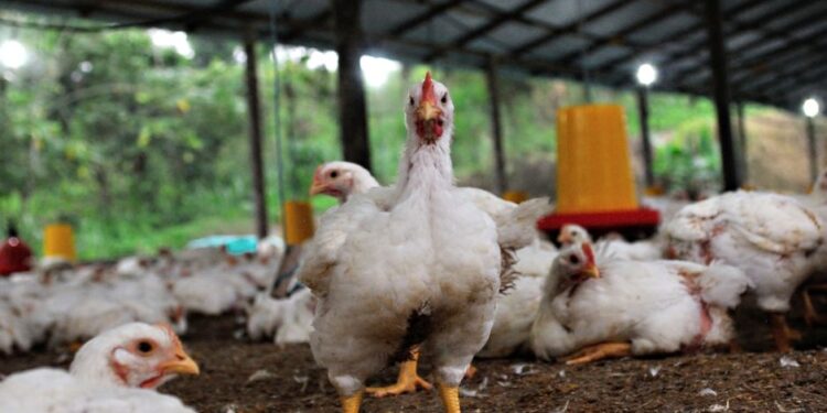 Nkoga South Poultry Beneficiaries Urged to Enhance Feeding Practices for Nkoko Nkitinkiti Initiative Sustainability