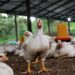 Nkoga South Poultry Beneficiaries Urged to Enhance Feeding Practices for Nkoko Nkitinkiti Initiative Sustainability