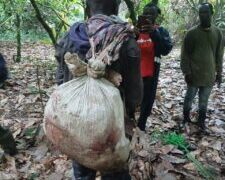 Poacher Allegedly Shot Wildlife Guard at Kakum Park Remanded