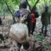 Poacher Allegedly Shot Wildlife Guard at Kakum Park Remanded