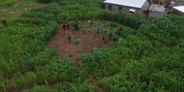 Police Arrest 14 for Cultivating and Distributing ‘Wee’ at Daliga in Nabdam
