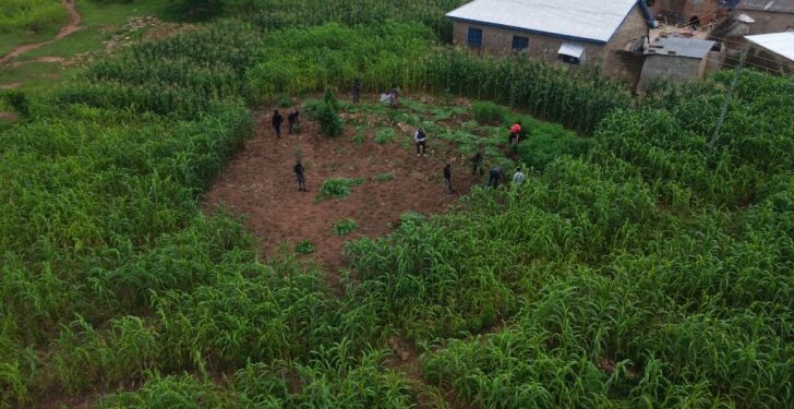 Police Arrest 14 for Cultivating and Distributing ‘Wee’ at Daliga in Nabdam