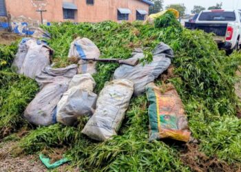 Police Crack Drug Cultivation Ring in Upper East Region