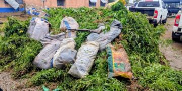 Police Crack Drug Cultivation Ring in Upper East Region