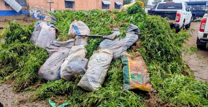 Police Crack Drug Cultivation Ring in Upper East Region
