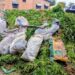 Police Crack Drug Cultivation Ring in Upper East Region