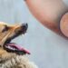 Rabies Threatens Lives: Livestock Losses Triggering Crisis in Western and Western North