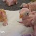 South Africa Beefs Up Anti-Wildlife Trafficking Efforts After Thai Smuggler Arrest